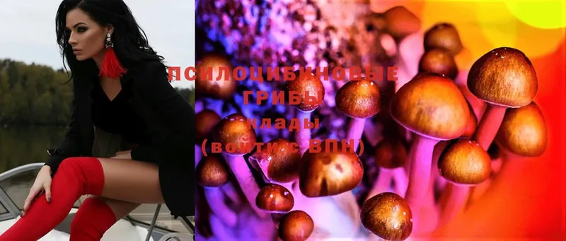 Псилоцибиновые грибы Psilocybine cubensis  гидра ссылка  Баксан  магазин  наркотиков 